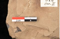 Foto (Detailsansicht) von Quercus mediterranea, Unger (NHMW-GEO-2024-0188-0912)